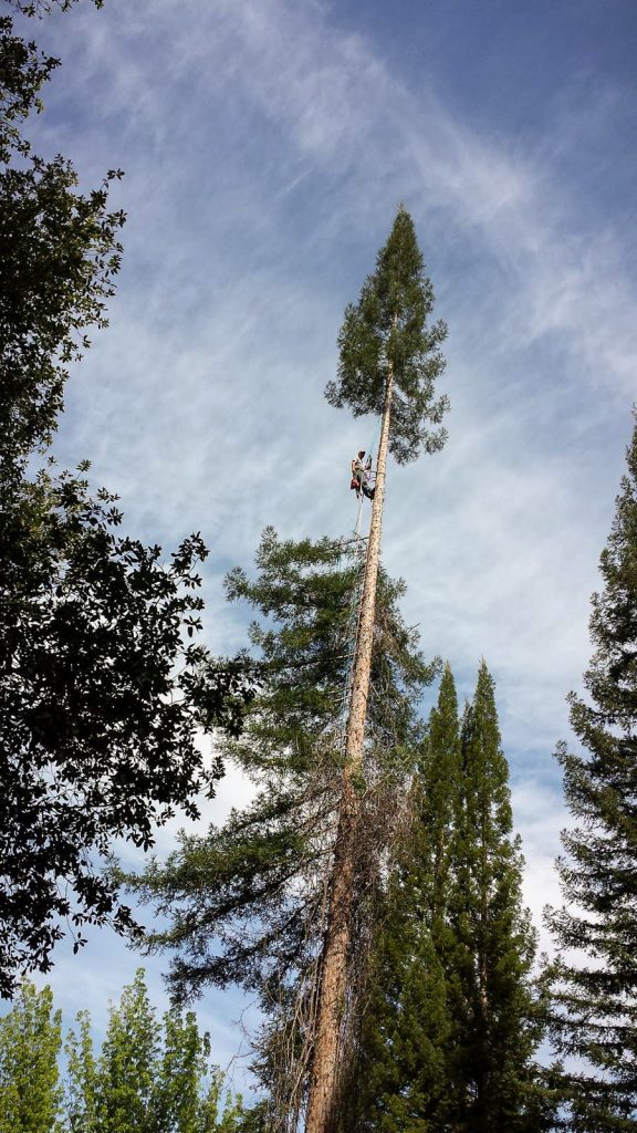 Father's Touch, Inc. Complete Tree Care Service