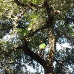 Father's Touch, Inc. Complete Tree Care Service
